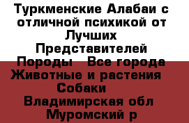 Туркменские Алабаи с отличной психикой от Лучших Представителей Породы - Все города Животные и растения » Собаки   . Владимирская обл.,Муромский р-н